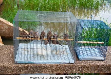 Many birds in a cage. ,Thailand