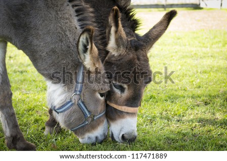 two donkeys eating grass with heads touching each other