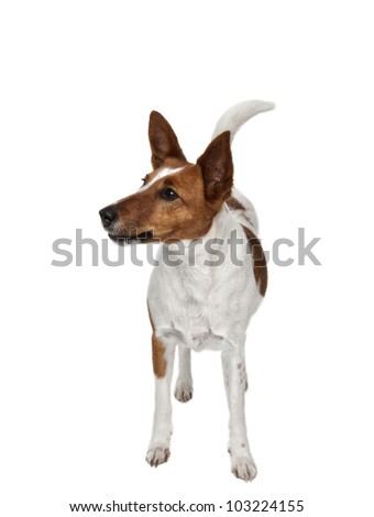 Fox-terrier on white background