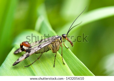 Close-up of a male scorpion fly - what appears to be the sting is actually part of his genital apparatus
