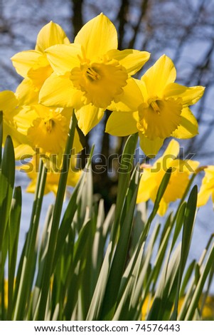 Spring daffodils taken from a low angle with trees in the background. Portrait orientation.