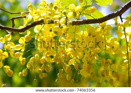 Yellow flowers in full bloom