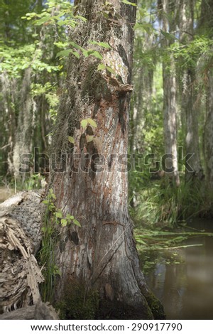 Swamp tree with poison ivy growing around in New Orleans County, Louisiana