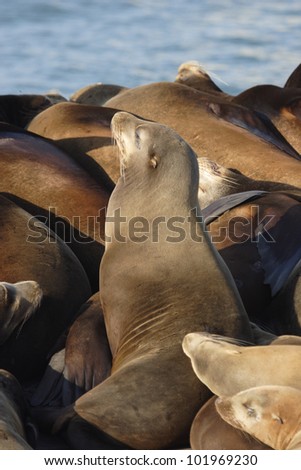 Sea lion. A group of sea lions are resting on an old abandoned ship in the bay of Ensenada in Mexico.
