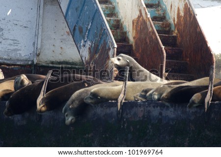 Sea lions. A group of sea lions are resting on an old abandoned ship in the bay of Ensenada in Mexico.