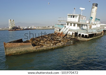 Abandoned ship with sea lions08. A group of sea lions are resting on an old abandoned ship in the bay of Ensenada in Mexico.