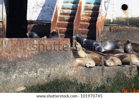 Abandoned ship with sea lions09. A group of sea lions are resting on an old abandoned ship in the bay of Ensenada in Mexico.
