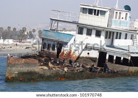 Abandoned ship with sea lions. A group of sea lions are resting on an old abandoned ship in the bay of Ensenada in Mexico.
