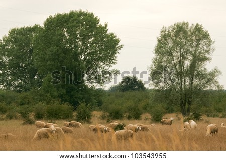 Sheep in the pasture with dry grass. A flock of white sheep grazing grass on dry pasture