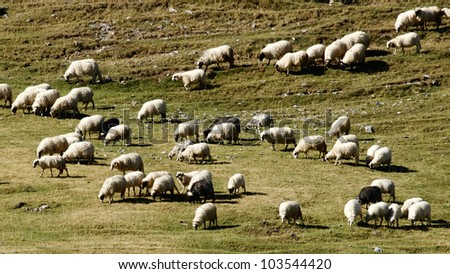 Flock of sheep. Group of sheep grazing grass on pasture on a mountain of Vranica that is central Bosnia\'s highest mountain at 2112 meter.