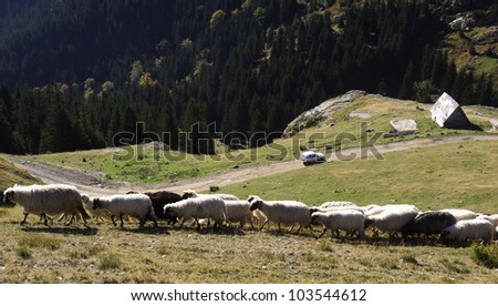 Flock of sheep in the mountains of Vranica. Herd of white and black sheep walking on a mountain and village of Vranica with that is central Bosnia\'s highest mountain at 2112 meter.