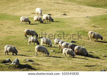 Sheep. Group of sheep grazing grass on pasture on a mountain of Vranica that is central Bosnia\'s highest mountain at 2112 meter.