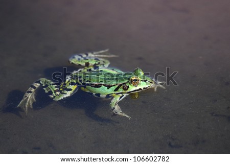 Green frog in water. Edible green frog (Rana esculenta), is a medium-thick-set tailless animals, up to 12 cm in length, but usually smaller.  Edible green frog in the shallow water of lake.