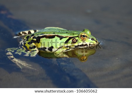 Green frog in the lake.Edible green frog (Rana esculenta), is a medium-thick-set tailless animals, up to 12 cm in length, but usually smaller.  Edible green frog in the shallow water of lake.