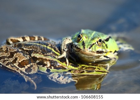 Edible green frogs are playing. Edible green frog (Rana esculenta), is a medium-thick-set tailless animals, up to 12 cm in length, but usually smaller.Edible green frogs are playing.