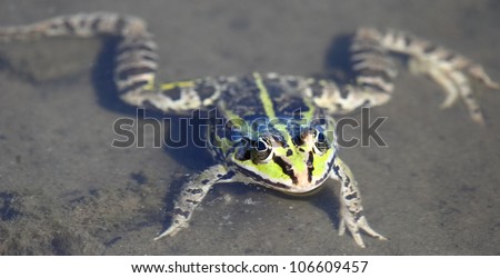 Edible green frog floats on water.Edible green frog (Rana esculenta), is a medium-thick-set tailless animals, up to 12 cm in length, but usually smaller.Edible green frog in the shallow water of lake.