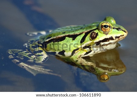 Close up of Green frog.Edible green frog (Rana esculenta), is a medium-thick-set tailless animals, up to 12 cm in length, but usually smaller. Edible green frog in the shallow water of lake.