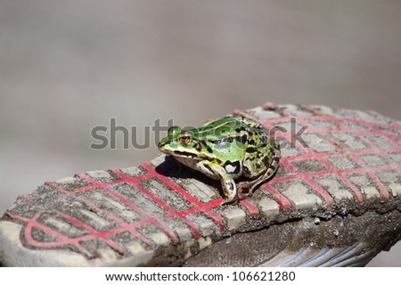 Green frog on a tennis shoe.Edible green frog (Rana esculenta), is a medium-thick-set tailless animals, up to 12 cm in length, but usually smaller.  Edible green frog on the sole sneakers.