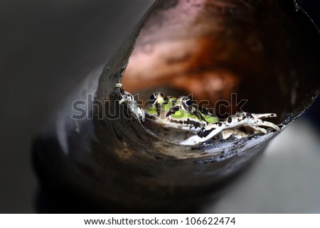 Green frog in the tube.Edible green frog (Rana esculenta), is a medium-thick-set tailless animals, up to 12 cm in length, but usually smaller. Edible green frog in the plastic tube.