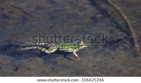 Green frog in shallow waters.Edible green frog (Rana esculenta), is a medium-thick-set tailless animals, up to 12 cm in length, but usually smaller.  Edible green frog in the shallow water of lake.
