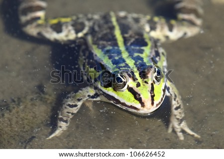 Green frog head.Edible green frog (Rana esculenta), is a medium-thick-set tailless animals, up to 12 cm in length, but usually smaller. Edible green frog in the shallow water of lake.