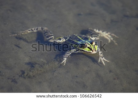 Green frog floats on water.Edible green frog (Rana esculenta), is a medium-thick-set tailless animals, up to 12 cm in length, but usually smaller. Edible green frog in the shallow water of lake.