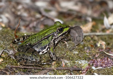 Green brown frog close up.Edible green frog (Rana esculenta), is a medium-thick-set tailless animals, up to 12 cm in length, but usually smaller. Edible green frog on the ground in moss and leaves.