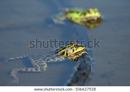 Two edible green frogs.Edible green frog (Rana esculenta), is a medium-thick-set tailless animals, up to 12 cm in length, but usually smaller.