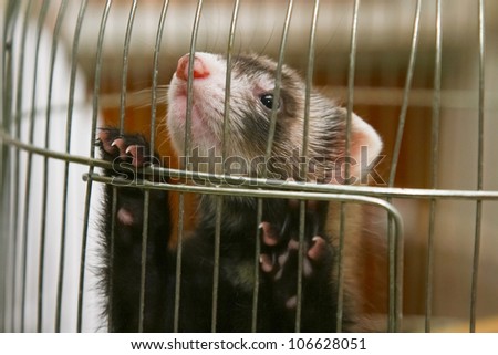 African skunk. African skunk is common in the homes of people who have skunks as pets. African skunk in the cage.