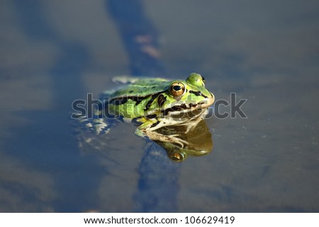 Little green frog.Edible green frog (Rana esculenta), is a medium-thick-set tailless animals, up to 12 cm in length, but usually smaller. Edible green frog in the shallow water of lake.