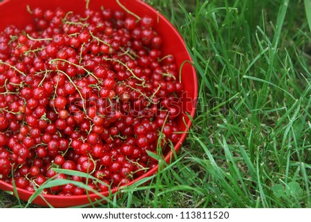 Red currants. Currants in a red plastic bowl on the grass.