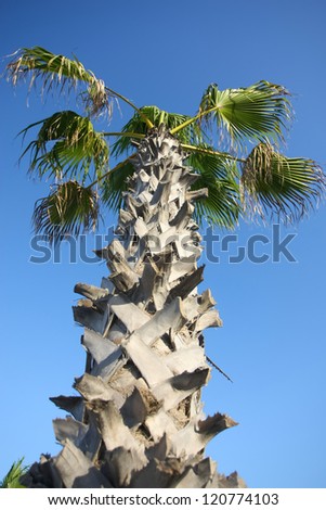 Corny palm tree. 	Corny palm date tree with clear blue sky.