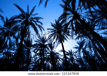 Silhouette of dates palm forest. 	Sunset with palm date trees in the largest oasis of Tozeur in Tunisia