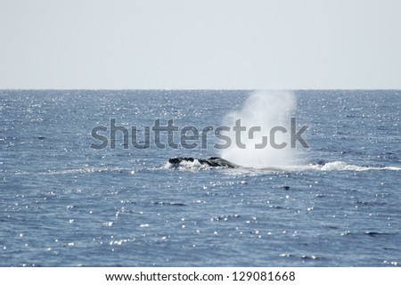 Humpback whale deflates air. Humpback whale inhale air in the sea of Hawaii