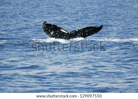 Tail of Whale. 	Humpback Whale diving in to the sea next to coast of Hawaii and only tail have left outside of sea.