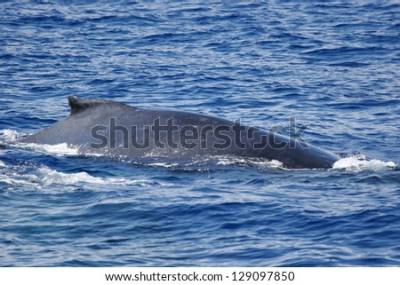 Whale back. 	Humpback whale are swimming next to coast of Hawaii island. Back of adult Humpback whale.