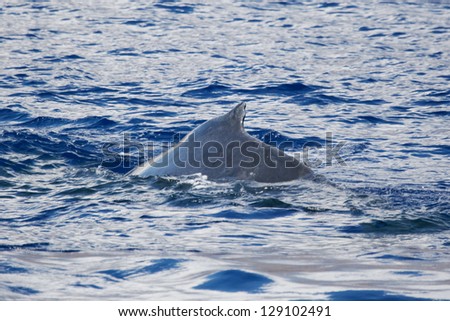 Humpback whale back.	Humpback whale are swimming next to coast of Hawaii island. Back of adult Humpback whale.
