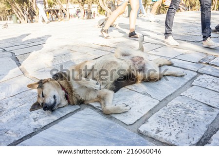 A dog resting on the floor of Acropolis with people walking by in Athens, Greece.