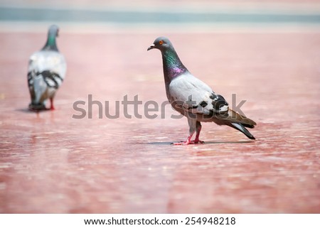 Two pigeons standing on the concrete floor on the town square in Barcelona, Spain.