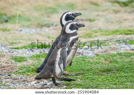 A side view of two magellanic penguins walking side by side on a field in Punta Arenas, Chile.