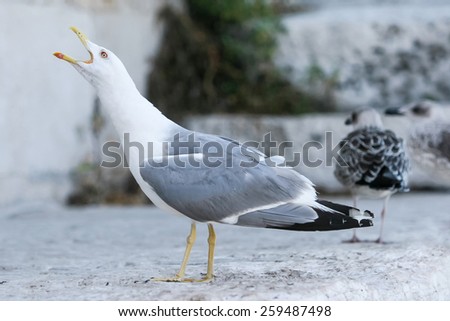 A side view of a seagull with open mouth shouting and standing on concrete floor.