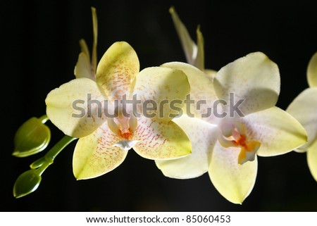 Close up of two flower of yellow orchid with black background. Yellow orchid