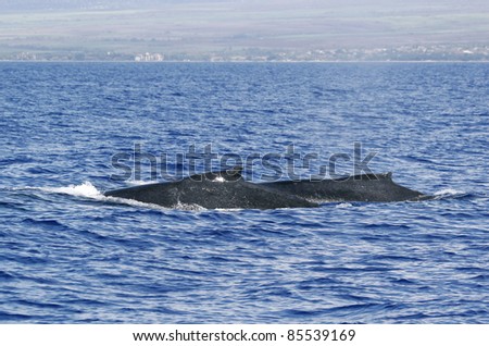 Back of two Humpback whale. Two Humpback whales are swimming next to coast of Hawaii island.