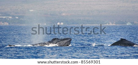 Two Humpback whale. Humpback whale inhale air in the sea of Hawaii.