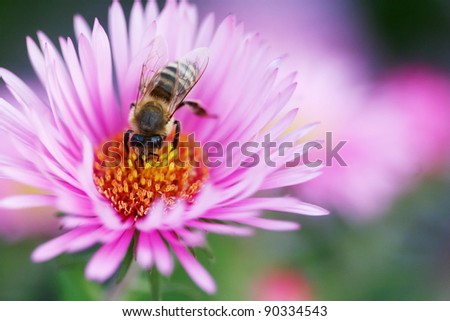 Bee collecting pollen Bee on a beautiful pink flowers is looking for pollen