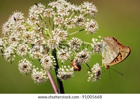 Orange butterfly on white flower. Close up of orange butterfly that is standing on the white flower of elderberry that is growing on the meadow.