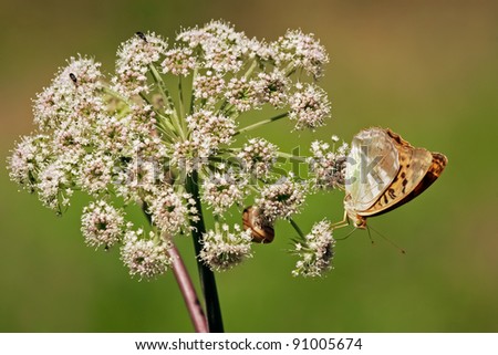 Butterfly on white flower. Close up of orange butterfly that is standing on the white flower of elderberry that is growing on the meadow.