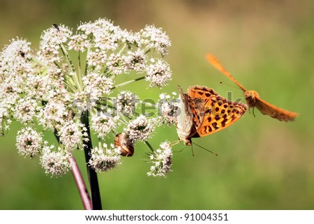 Two orange butterflies. Close up of two orange butterflies. One butterfly is flying around the other one that is standing on the white flower that is growing on the meadow.