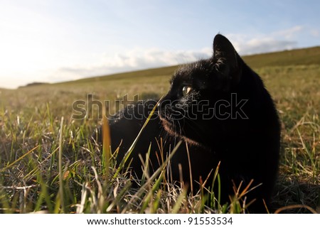 Black Domestic Cat