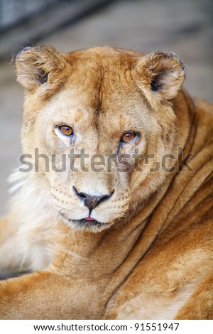 Female lion portrait. Female lion resting in the cage of the zoo